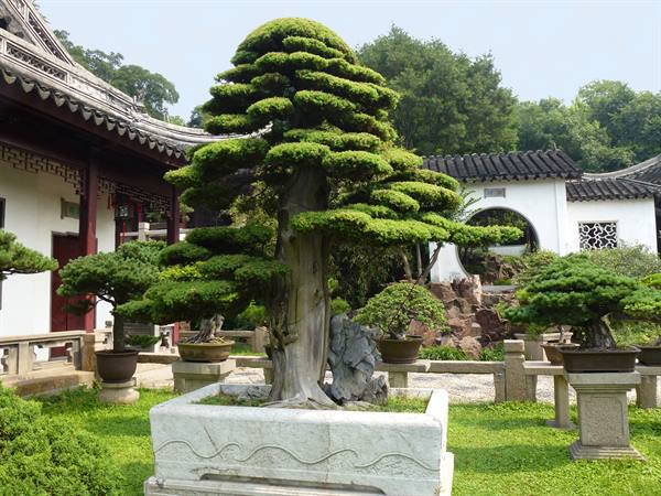 Ancient bonsai in stone pot among white pavilions with curved tile roofs