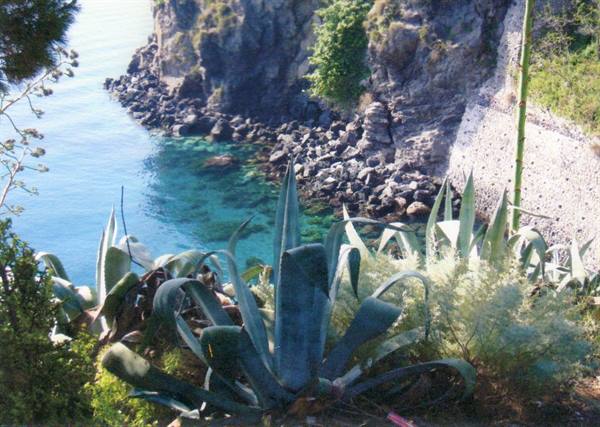 Agave plant on rocky cliff above turquoise water