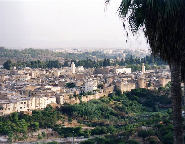 Fez medina with walls and minarets amid greenery, framed by a palm tree