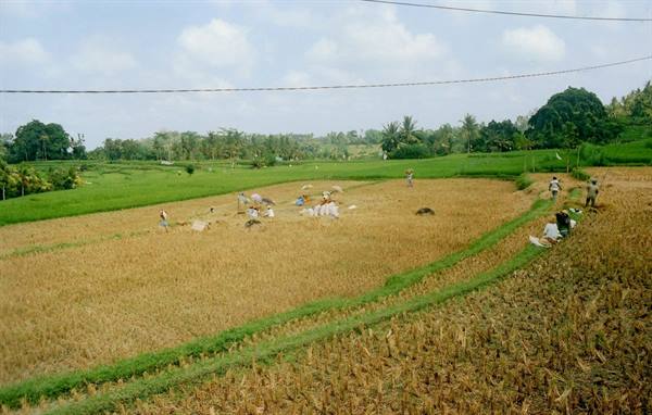 Farmers harvest dry rice in terraced fields under power lines