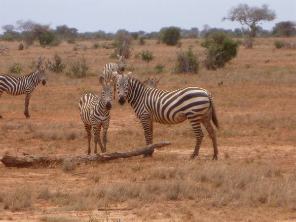 Zebras group on dry red savanna with bushes and acacia tree