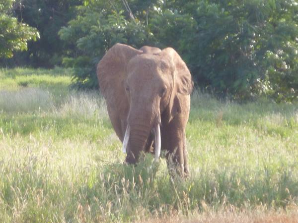Elephant