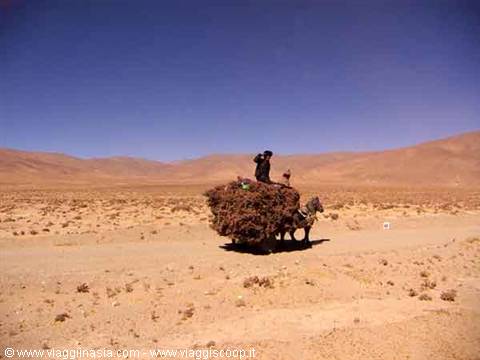 means of transport in the desert