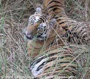 the tiger