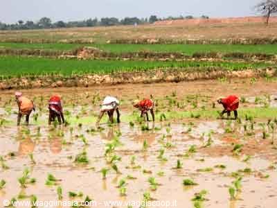 Women in saris planting rice seedlings in flooded paddy field