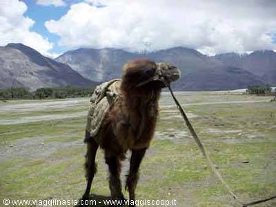 bactrian camel