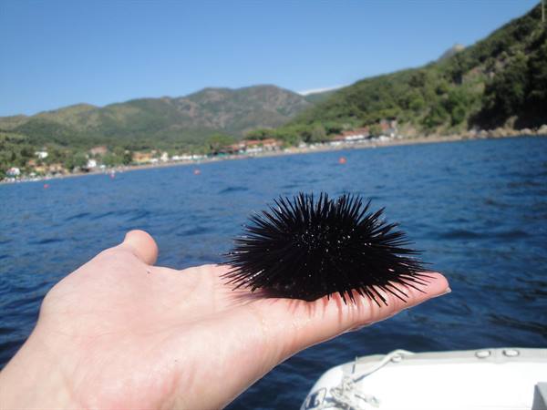 A black sea urchin resting on an open palm above a boat