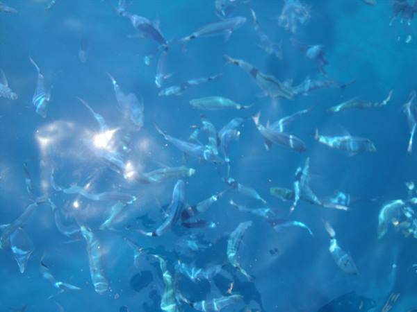 School of silvery fish swims in blue water, sunlight reflecting