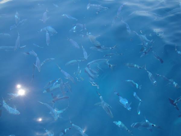 School of silver fish swims beneath the blue sunlit water surface