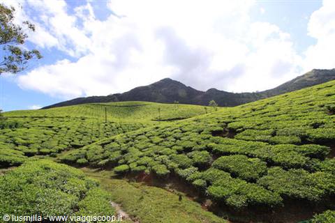 Tea plantations in Munnar