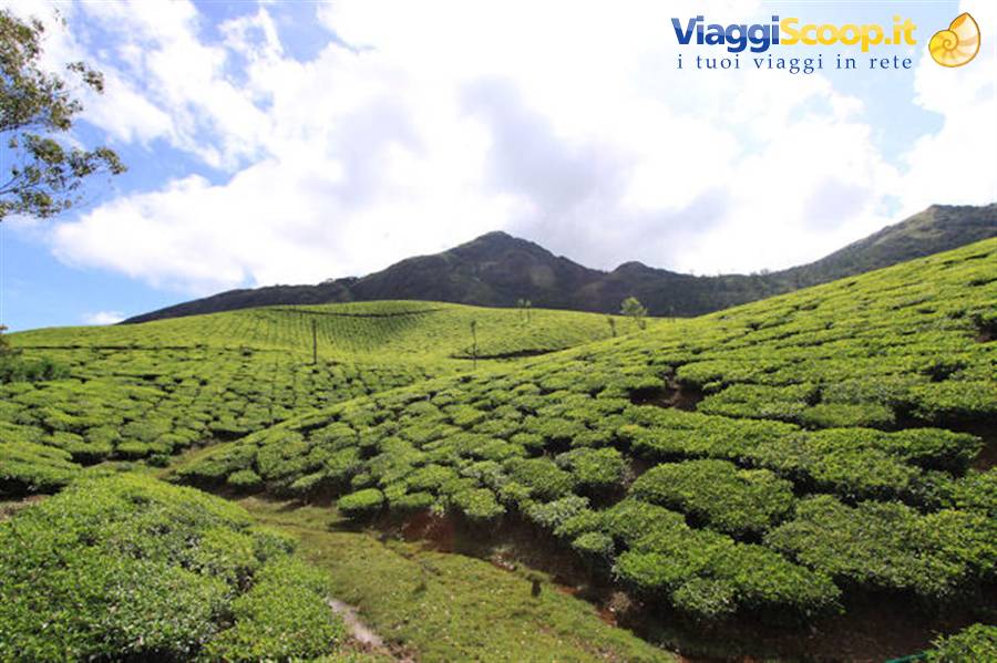 Tea plantations in Munnar