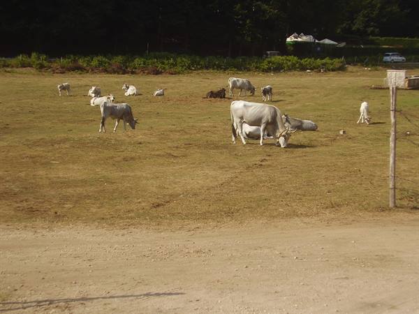 White cows grazing on dry grass field, trees backlit