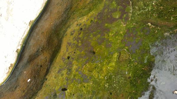 Bagnarello.....detail of the pool