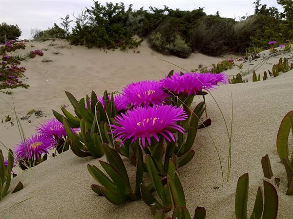 Beach of Torre Paola - San Felice Circeo