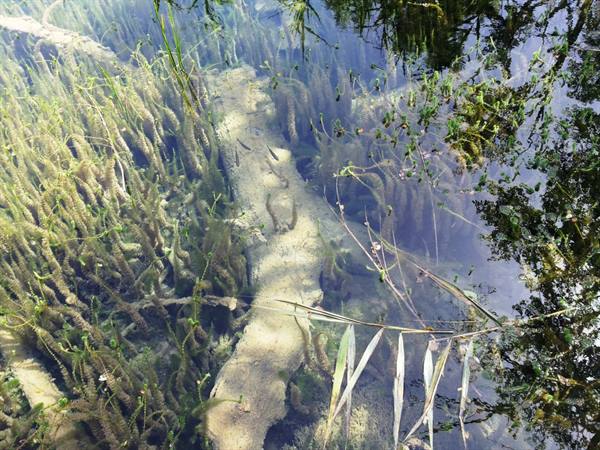 The Plitvice lakes