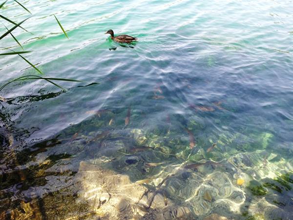 The Plitvice lakes
