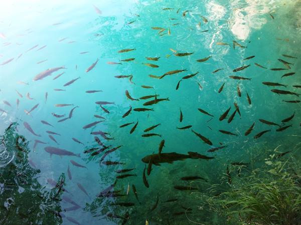 The Plitvice lakes
