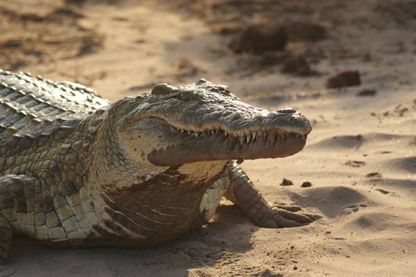 Crocodile resting on golden sand, jaws slightly open under sunlight