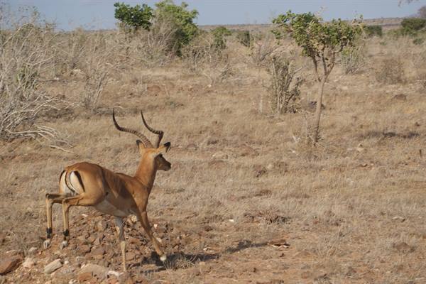 Impala running across dry stony ground among sparse bushes, daytime savanna light