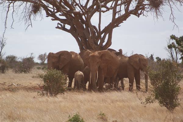 Elephant herd with calf sheltering under a large acacia tree in dry savanna