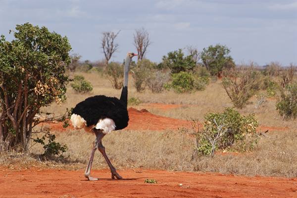 Male ostrich walking on red soil among bushes and dry grass