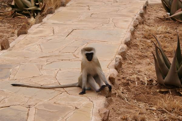 ...and some of its guests!