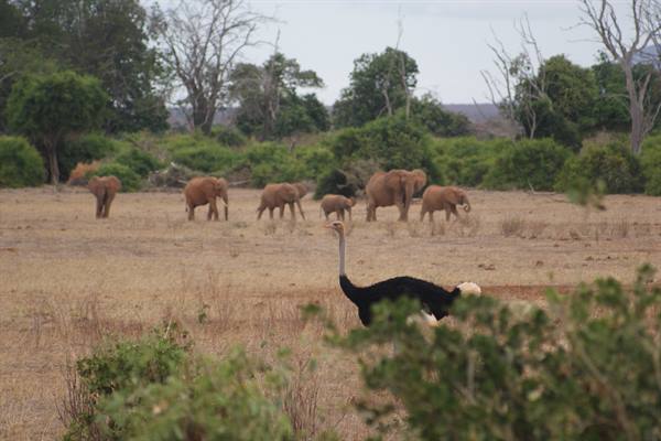 Ostrich in the foreground, elephant herd on the grassy savanna