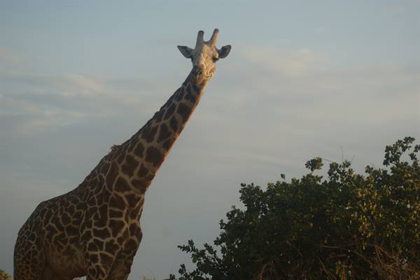Giraffe next to a green bush, lit by golden light