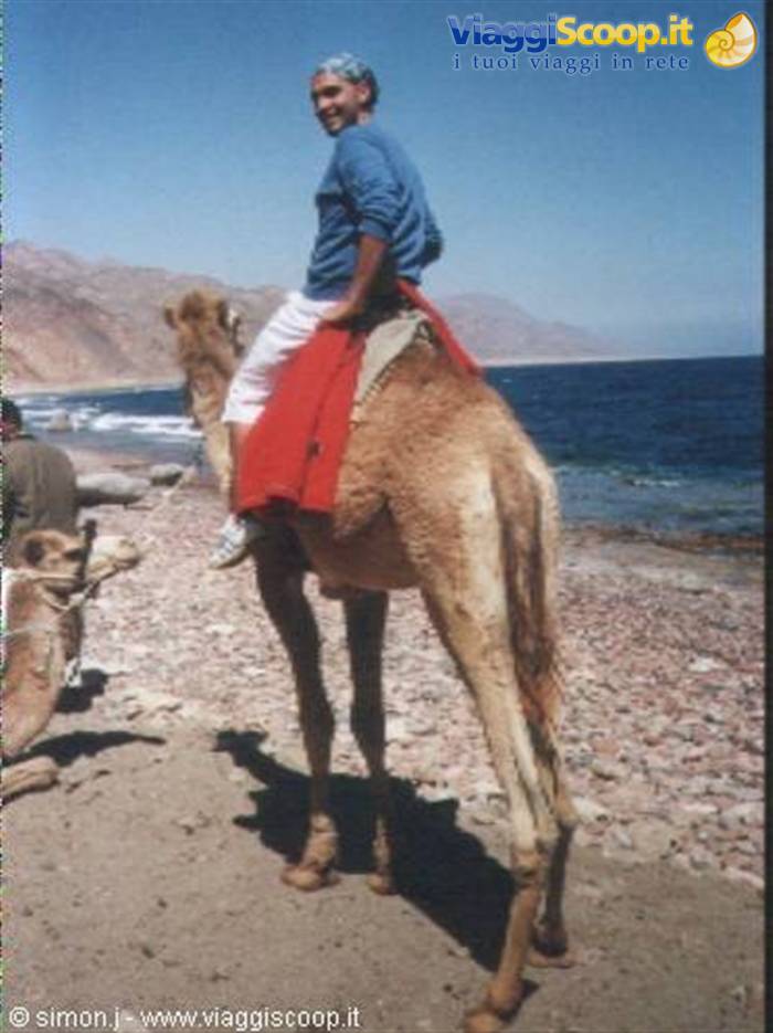 camel ride