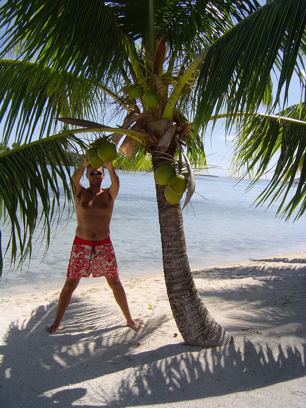 Man in red swim trunks picking coconuts from a palm on the beach