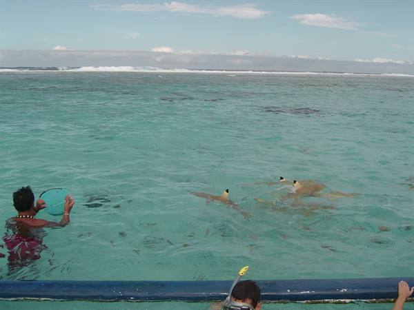 Feeding the sharks!!