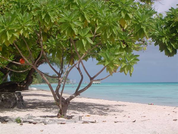 wild beach