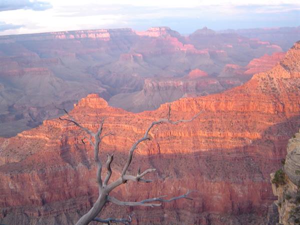 Dead branch in front of Grand Canyon red rock walls in morning light