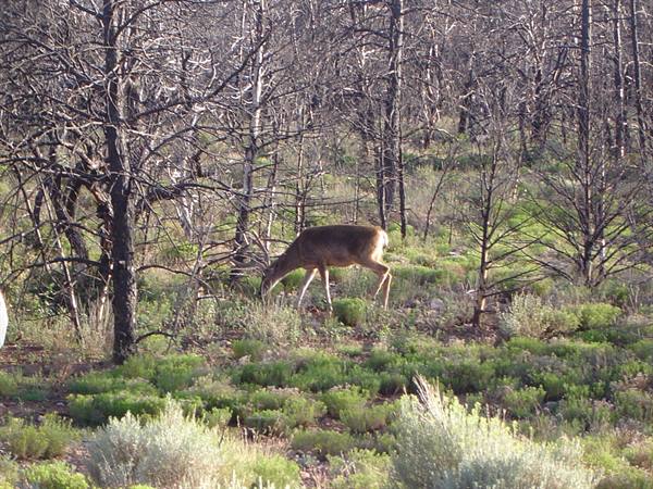 Deer grazing among green shrubs and charred burnt trees