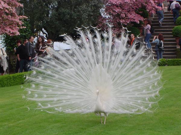 White peacock fanning its tail on the lawn, tourists among pink blossoms