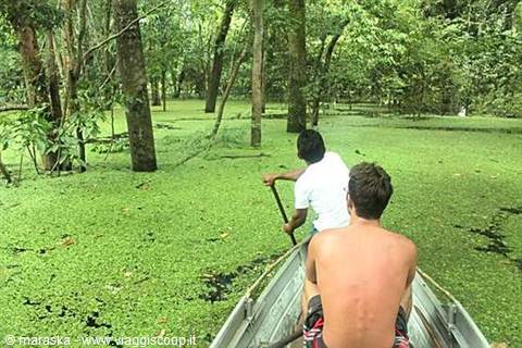 Amazon Rainforest