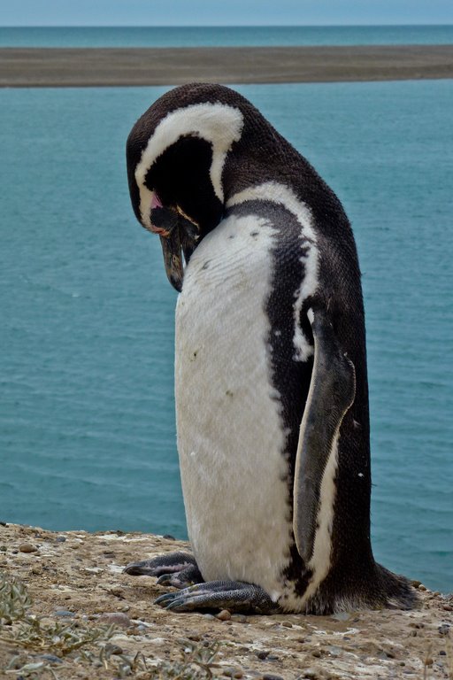 Penguin, Patagonia