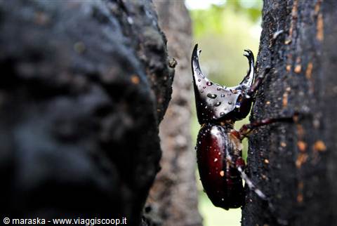 Rhinoceros beetle, Cambodia