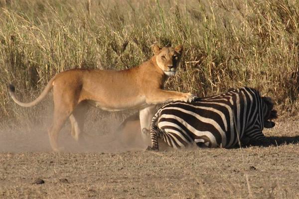 Lion and Zebra, Tanzania