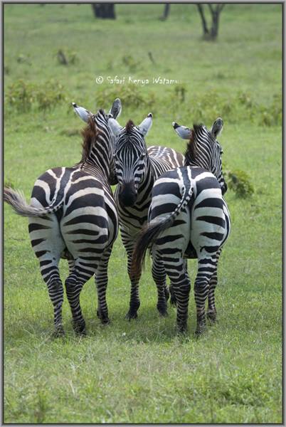 Zebras at Lake Nakuru