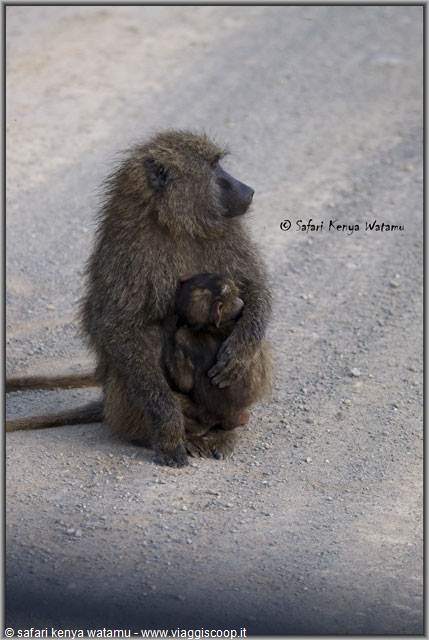 Baboon with Cub