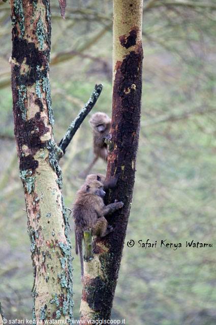 Baboons playing