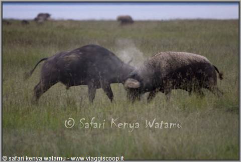 buffaloes