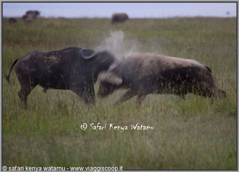 Fight for dominance