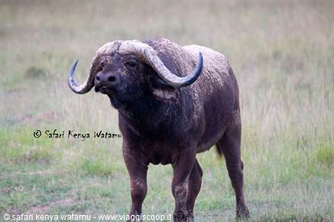 Buffalo