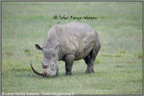 Rhinoceros