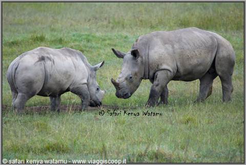 Rhino calves