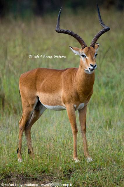Antelope
