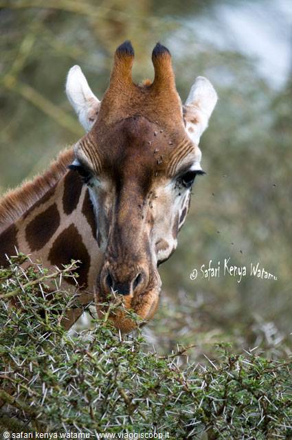 Giraffe
