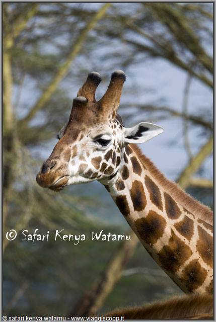 Maasai giraffe